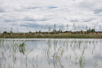lake with lily buds in the field