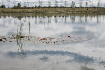 lake with lily buds in the field