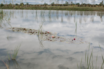 lake with lily buds in the field