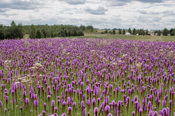 Fototapeta premium beautiful field of purple flowers on a clear day
