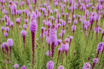 beautiful field of purple flowers on a clear day