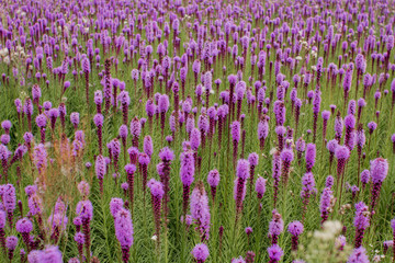 Naklejka premium beautiful field of purple flowers on a clear day