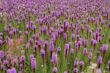 Naklejka premium beautiful field of purple flowers on a clear day