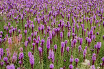 Naklejka premium beautiful field of purple flowers on a clear day