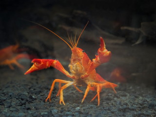 Close-up Red Swamp Crayfish (Procambarus clarkii (Girard, 1852) guarding in glass fish tank...