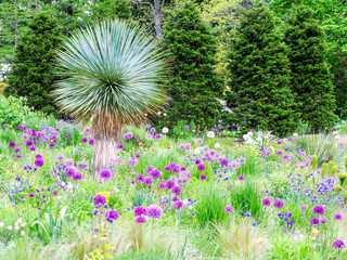 Purple allium and other flowers blooming in a spring garden. - obrazy, fototapety, plakaty