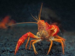 Close-up Red Swamp Crayfish (Procambarus clarkii (Girard, 1852) guarding in glass fish tank aquarium, other names: crawfish, Louisiana crayfish/crawfish, Cambarus clarkii Girard, 1852.