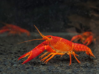 Close-up Red Swamp Crayfish (Procambarus clarkii (Girard, 1852) guarding in glass fish tank aquarium, other names: crawfish, Louisiana crayfish/crawfish, Cambarus clarkii Girard, 1852.
