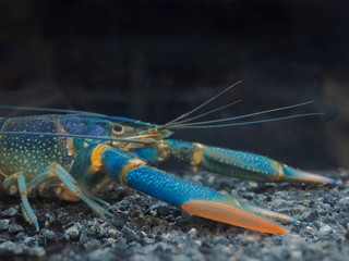 Close-up Phylum Arthropoda. Rainbow Redclaw Crayfish Yabby (Cherax quadricarinatus) guarding in aquarium glass fish tank on black background.
