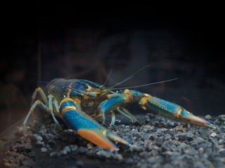 Phylum Arthropoda. Rainbow Redclaw Crayfish Yabby (Cherax quadricarinatus) guarding in aquarium glass fish tank on black background.
