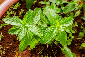 The Leaves of Small Black Mint Plant