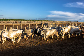 A group of cattle in confinement in Brazil
