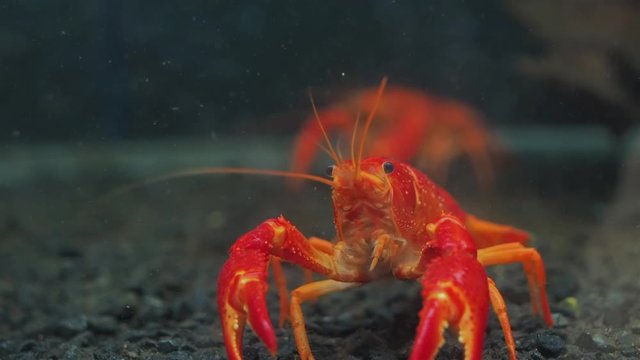 Close-up Red Swamp Crayfish (Procambarus clarkii (Girard, 1852) guarding in glass fish tank aquarium, other names: crawfish, Louisiana crayfish/crawfish, Cambarus clarkii Girard, 1852.