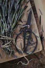 Fresh rosemary.Aromatic herbs and spices. Green rosemary twigs bunch and  garden shears .Rustic style.Dark mood. Spices.