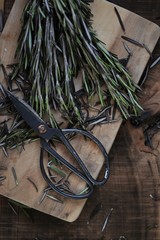 Obraz premium Fresh rosemary.Aromatic herbs and spices. Green rosemary and black garden shears .Rustic style.Dark mood. Spices.