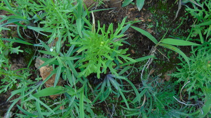 green moss on the ground
