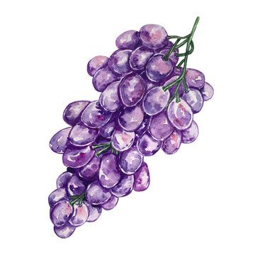 watercolor  grapes purple ripe