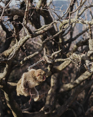 Monkey on tree