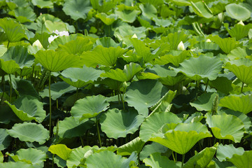 green leaves in the garden