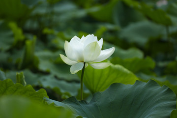 white lotus flower