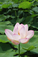 pink lotus flower