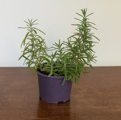 Fragrant rosemary in the pot. How to grow rosemary concept