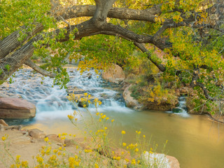 USA, Utah. Zion National Park, Cottonwood tree with the Virgin River - obrazy, fototapety, plakaty