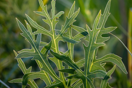 Compass plant leaves backlit by sunlight to reveal intricate maze of veins