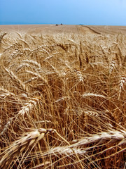 Fototapeta na wymiar unfocused combine harvester on a yellow wheat field in Bazil