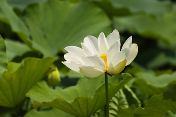 white lotus flower