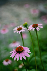 Close shot of blossom pink wild flowers.