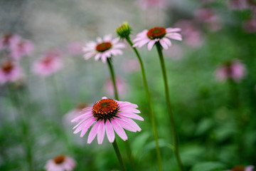 Close shot of blossom pink wild flowers.