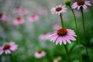 Obraz premium Close shot of blossom pink wild flowers.