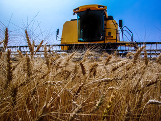 Combine harvester on a yellow wheat field in Bazil