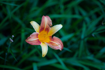 Obraz premium Close shot of a yellow and pink lily.