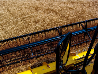 Combine harvester on a yellow wheat field in Bazil