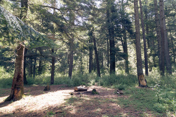 Panoramic Sunny Forest in Autumn