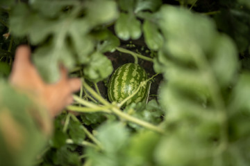 Watermelon growing in the garden