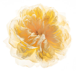 flower on the white background
