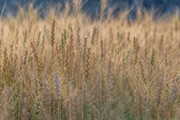 Yellow and green wheat field and sunny day. Ripe yellow wheat ears in the farm land