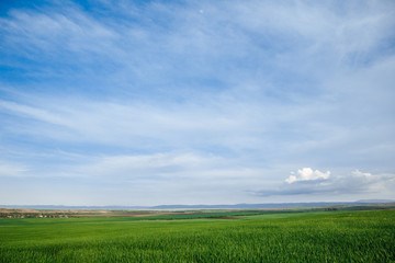 Green field and sky with clouds, grass in spring background, agricultural cereal crop