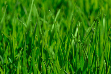 Fototapeta na wymiar Fresh green grass in sunny day. Natural background. Close up