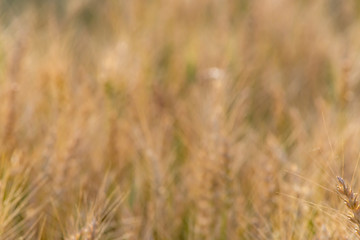 Yellow and green wheat field and sunny day. Ripe yellow wheat ears in the farm land