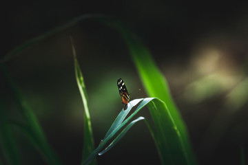 mariposa