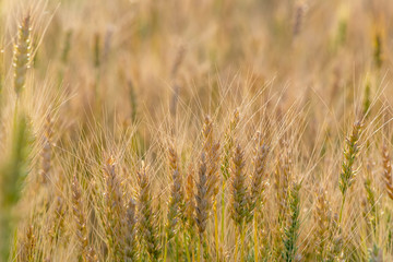 Yellow and green wheat field and sunny day. Ripe yellow wheat ears in the farm land