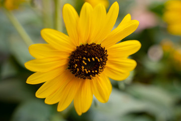 Close shot of a yellow sunflower.