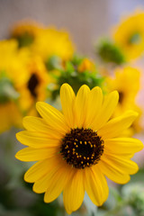 Close shot of a yellow sunflower.