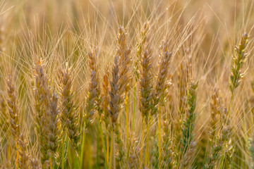 Yellow and green wheat field and sunny day. Ripe yellow wheat ears in the farm land