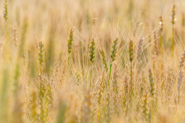 Yellow and green wheat field and sunny day. Ripe yellow wheat ears in the farm land