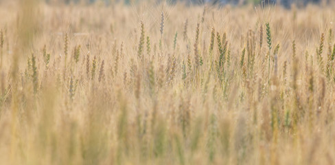 Obraz premium Yellow and green wheat field and sunny day. Ripe yellow wheat ears in the farm land